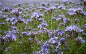 Blue wildflowers, bee, spring HD wallpaper