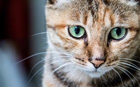 Cat portrait, green eyes, whiskers HD wallpaper