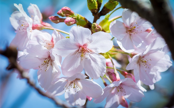 Cherry flowers bloom, spring Wallpapers Pictures Photos Images