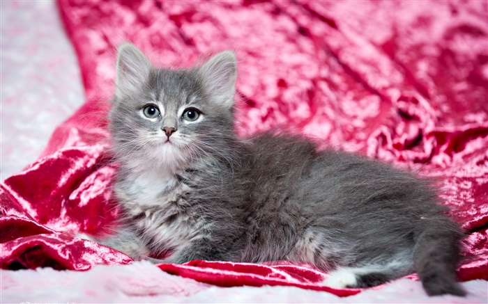 Cute gray kitten, red background Wallpapers Pictures Photos Images