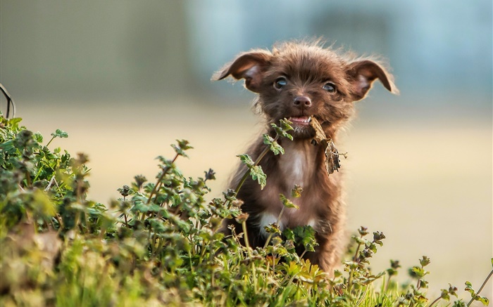 Cute puppy, grass, bokeh Wallpapers Pictures Photos Images