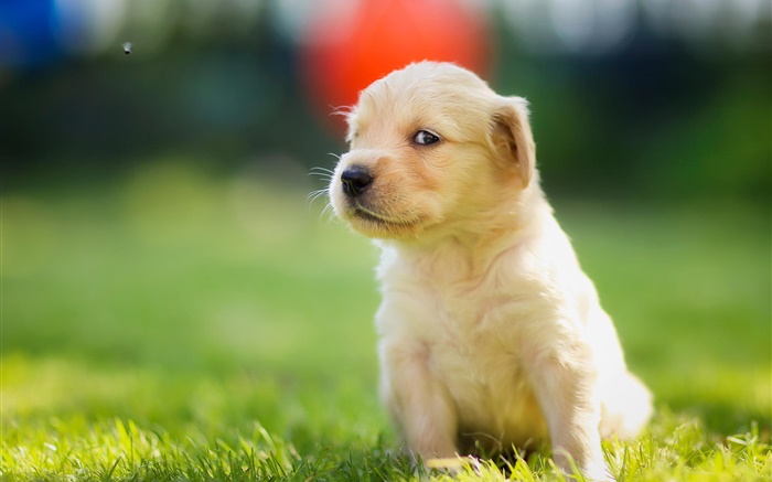 Cute puppy in grass, golden retriever Wallpapers Pictures Photos Images