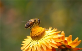 Daisy, yellow flowers, pistil, bee