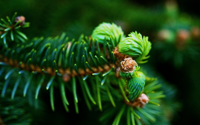 Fir branches, green needles, plants close-up Wallpapers Pictures Photos Images