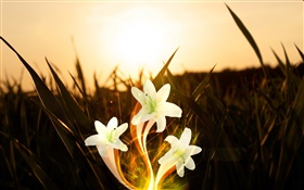 Flowers, plants, grass, sunshine, creative pictures HD wallpaper