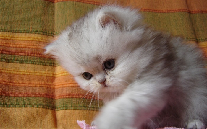 Fluffy kitten baby Wallpapers Pictures Photos Images