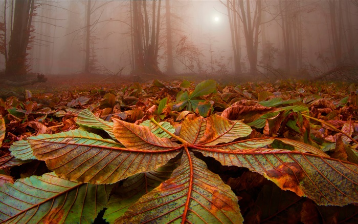 Forest, trees, fog, leaves, ground, dawn Wallpapers Pictures Photos Images
