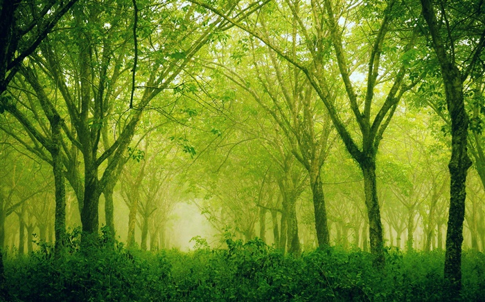 Forest, trees, green style Wallpapers Pictures Photos Images