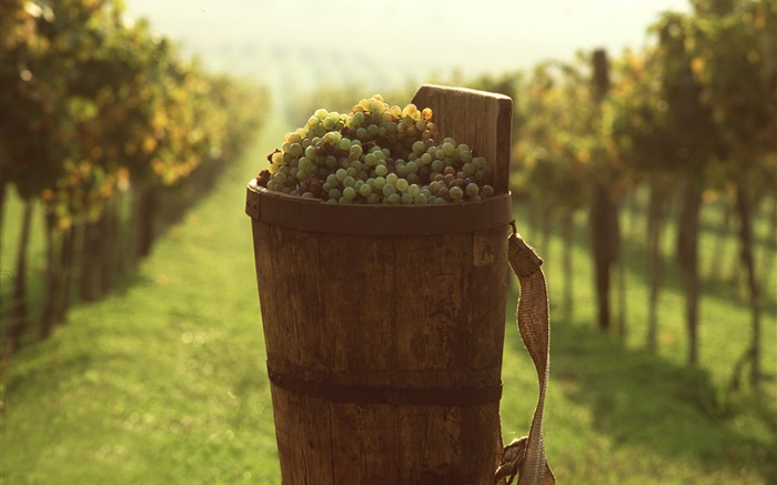 Grapes, fruits, bucket Wallpapers Pictures Photos Images