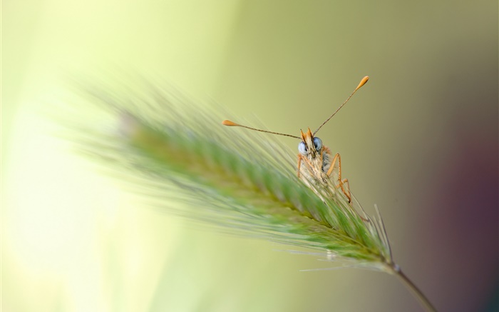 Grass, bokeh, insect Wallpapers Pictures Photos Images