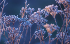 Grass, frost, dawn HD wallpaper