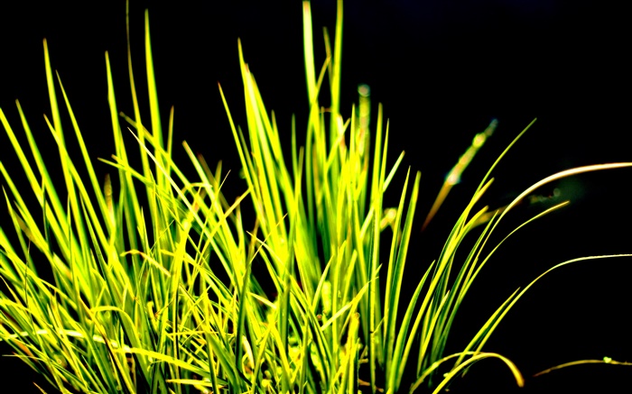Green grass, sunlight, black background Wallpapers Pictures Photos Images