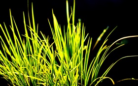 Green grass, sunlight, black background HD wallpaper