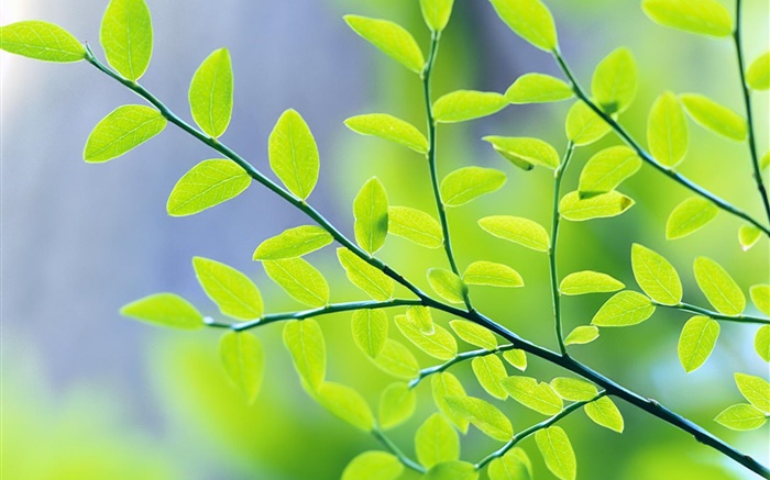 Green leaves, branches, bokeh, spring Wallpapers Pictures Photos Images