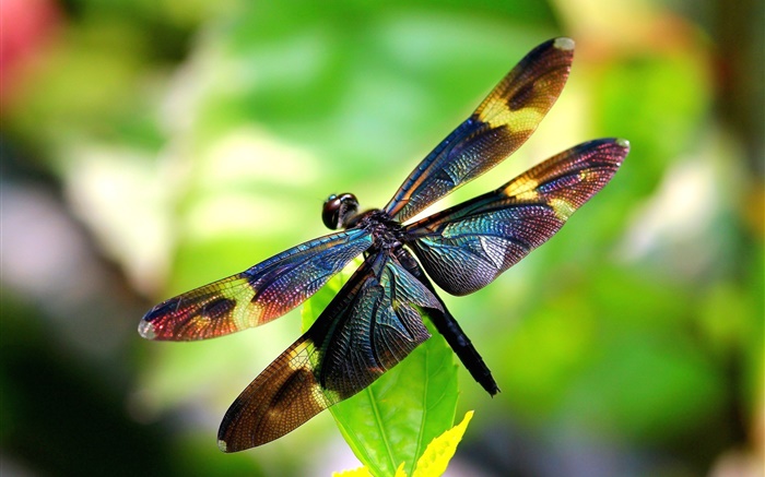 Insect close-up, dragonfly, wings, bokeh Wallpapers Pictures Photos Images