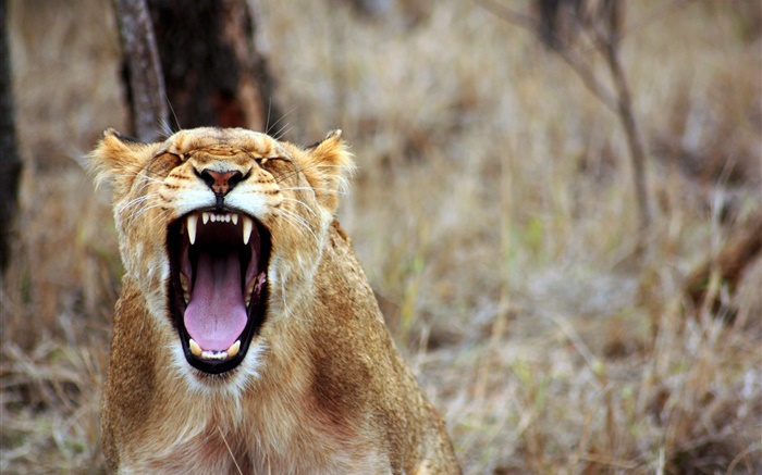 Lion yawn, sharp teeth Wallpapers Pictures Photos Images