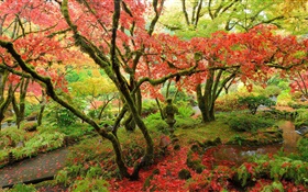 Maple trees, park, autumn, Vancouver island, Canada HD wallpaper
