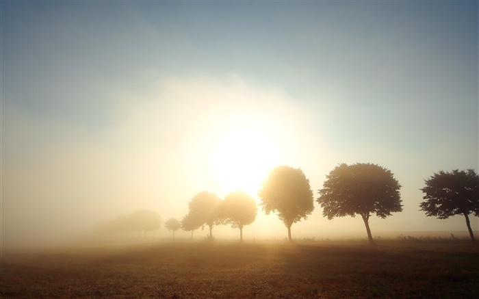 Morning, dawn, trees, fields, fog, sunrise Wallpapers Pictures Photos Images