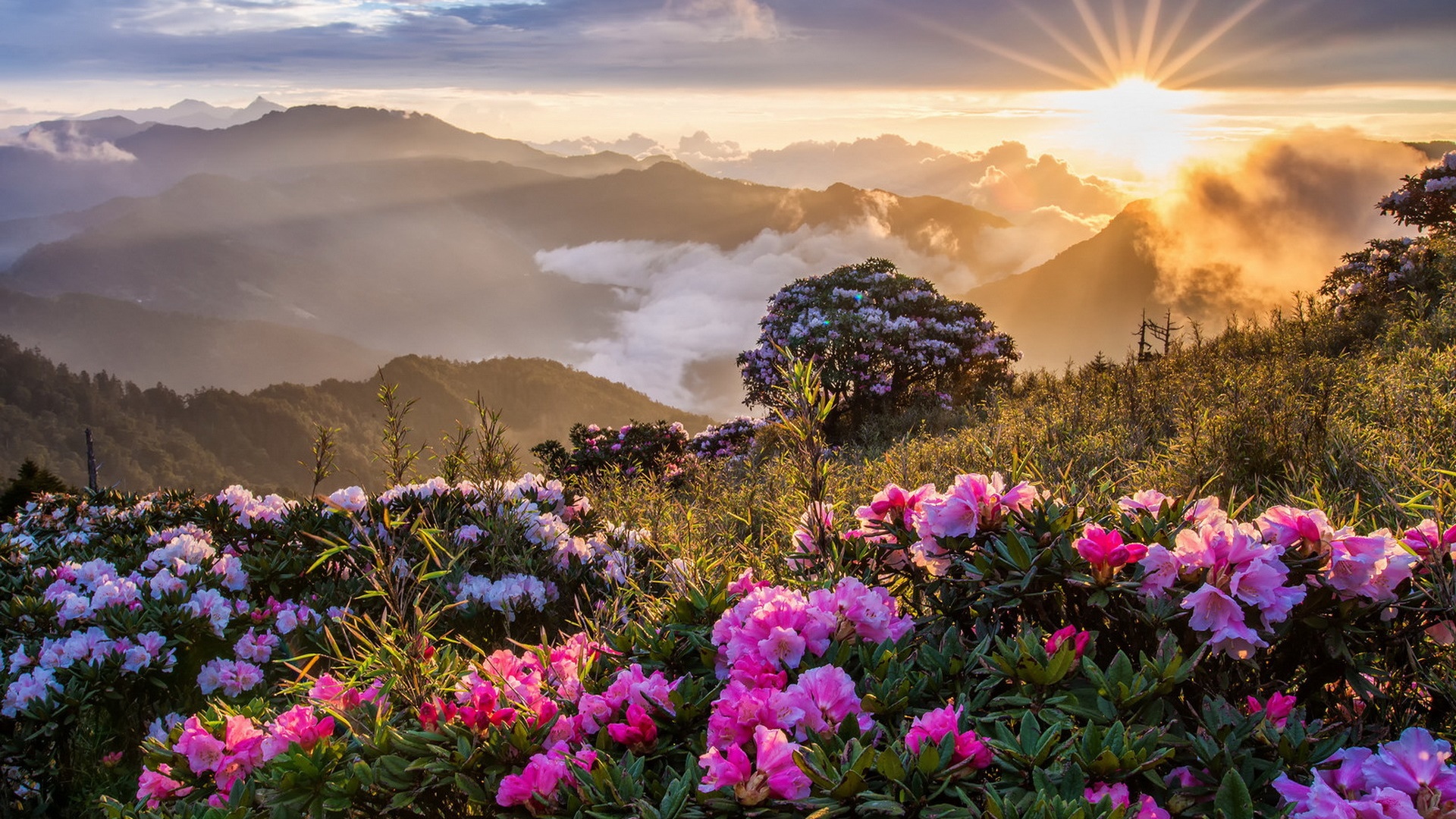 Morning landscape, sunrise, mountains, flowers, clouds Desktop