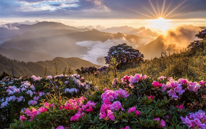 Morning landscape, sunrise, mountains, flowers, clouds Wallpapers Pictures Photos Images