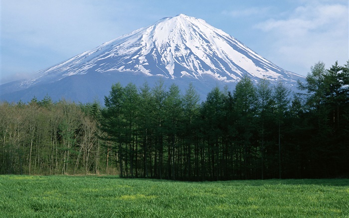 Mount Fuji, snow, forest, grass, Japan Wallpapers Pictures Photos Images