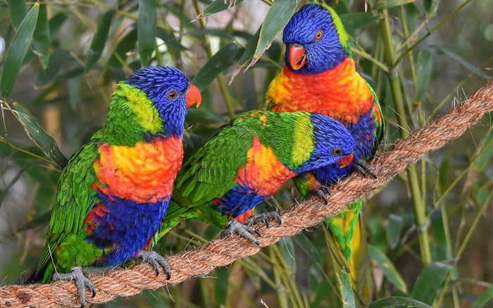 Multicolor lorikeet, parrots, three birds Wallpapers Pictures Photos Images