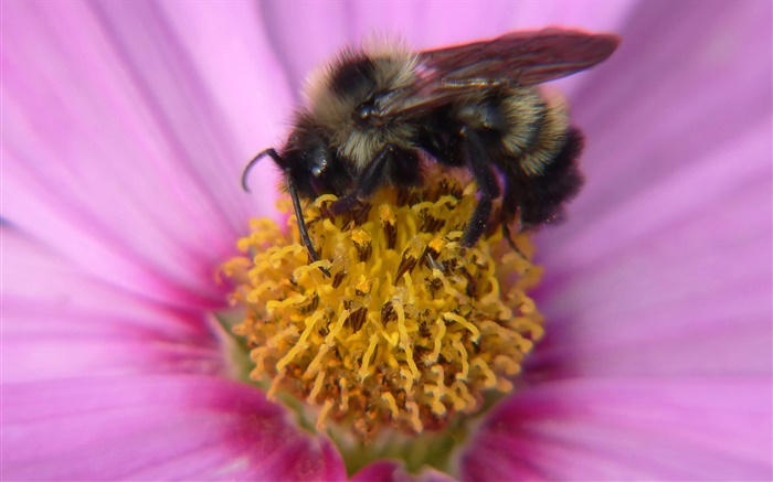 Pink petals flower, pistil, insect bee close-up Wallpapers Pictures Photos Images