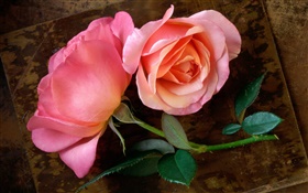 Pink roses, stem, leaf HD wallpaper