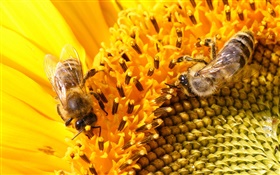 Pistil, sunflower, bees HD wallpaper