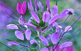 Plant macro, leaves, purple flowers HD wallpaper