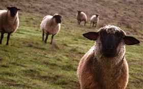 Sheep, meadow, animals close-up