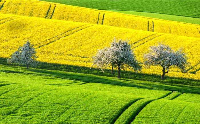 Spring beautiful rapeseed field, yellow and green, trees, Germany Wallpapers Pictures Photos Images