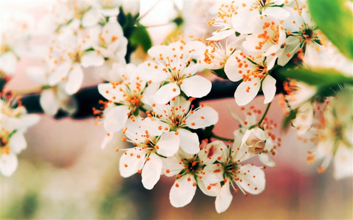 Spring flowers bloom, branches, bokeh Wallpapers Pictures Photos Images