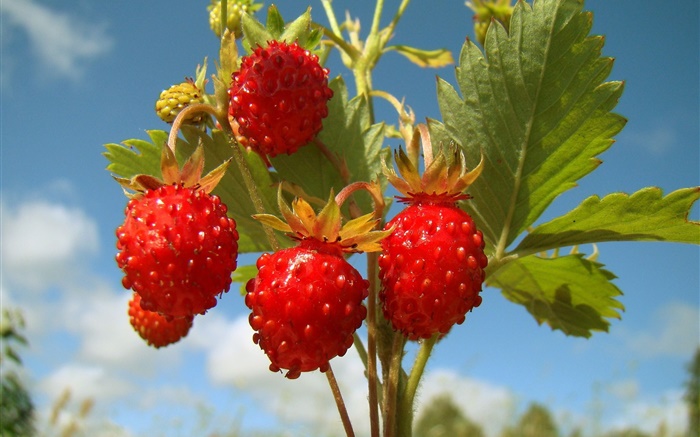 Strawberries, plants, fruit Wallpapers Pictures Photos Images