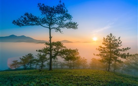 Sunrise morning, dawn, pine, fog, mountains HD wallpaper