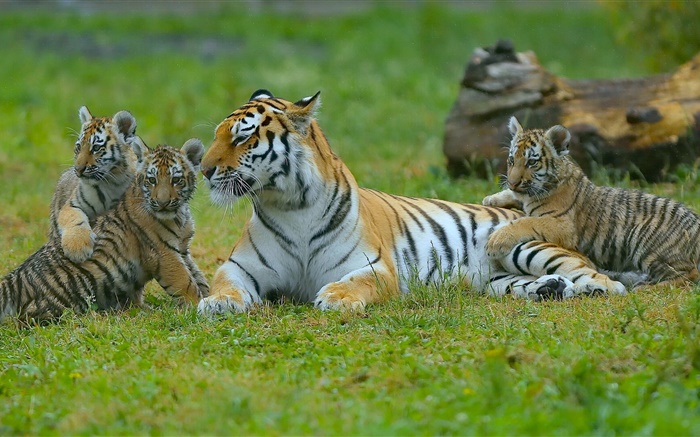 Tigers family, grass, big cats Wallpapers Pictures Photos Images
