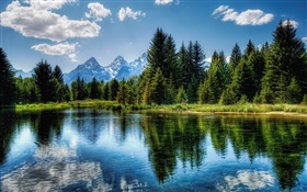 Trees, lake, blue sky, clouds, water reflection HD wallpaper