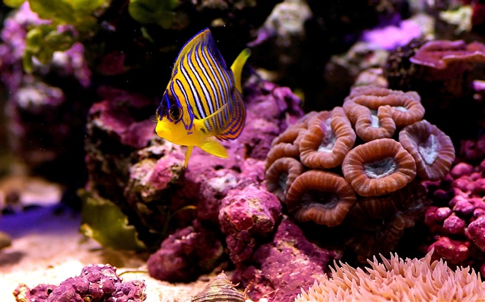 Tropical clown fish, water, coral Wallpapers Pictures Photos Images