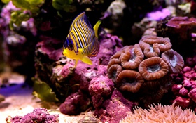 Tropical clown fish, water, coral HD wallpaper