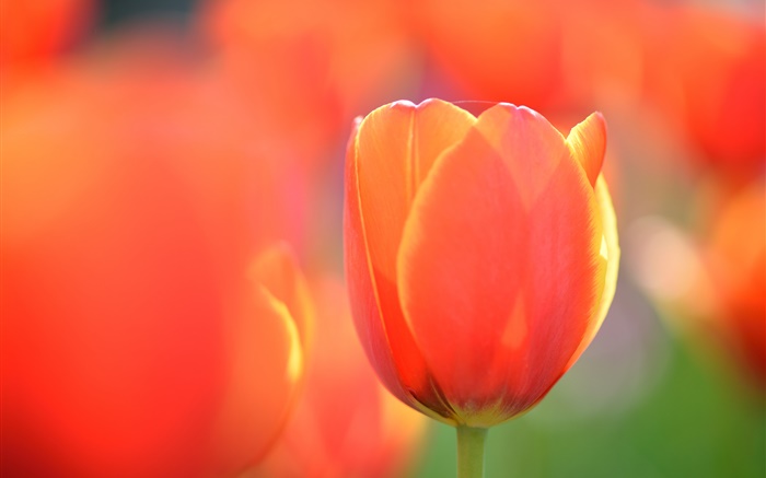 Tulip macro photography, orange flower Wallpapers Pictures Photos Images