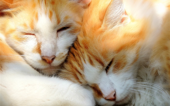 Two kittens sleeping Wallpapers Pictures Photos Images