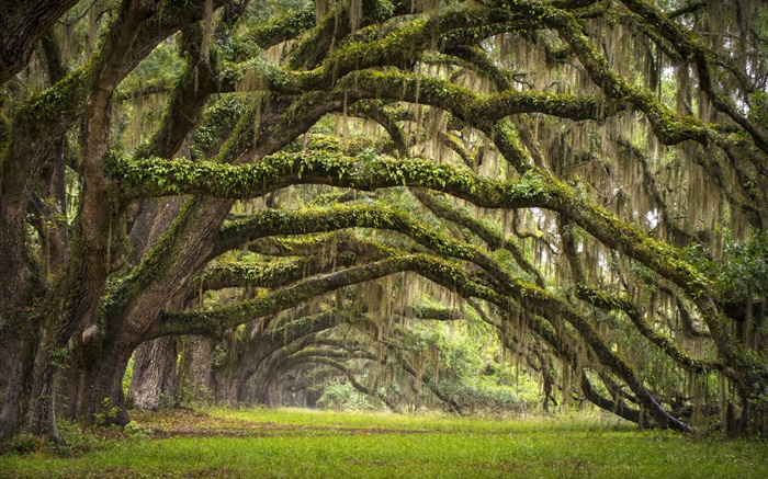 USA, South Carolina, Charleston, oak trees, alley, moss Wallpapers Pictures Photos Images