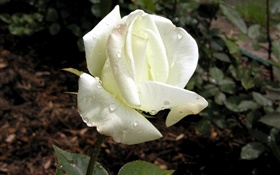 White petals rose, dew HD wallpaper