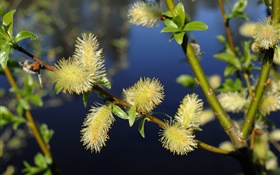 Willow twigs, catkins, spring HD wallpaper