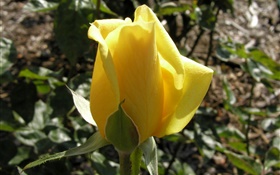 Yellow rose flower bud