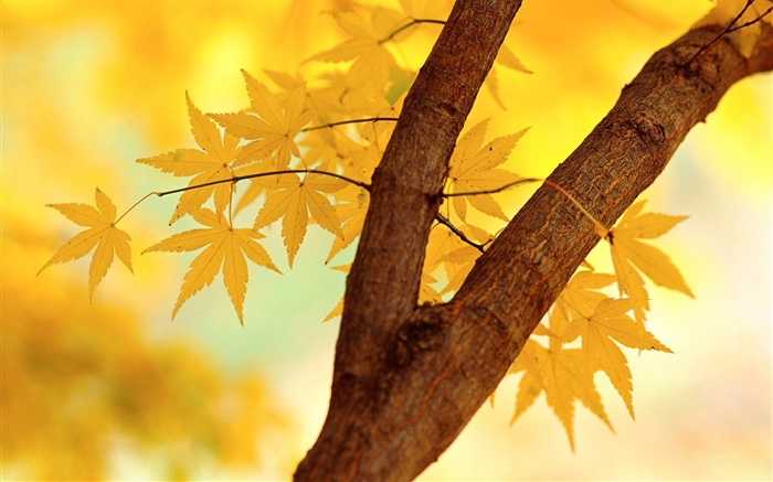 Autumn, yellow leaves, tree branch Wallpapers Pictures Photos Images