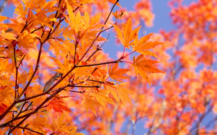 Branches, red maple leaves, autumn Wallpapers Pictures Photos Images