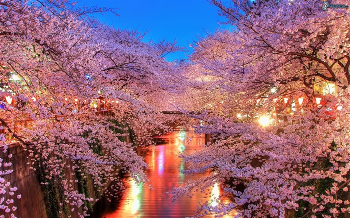 Cherry flowers at night, river, lights Wallpapers Pictures Photos Images