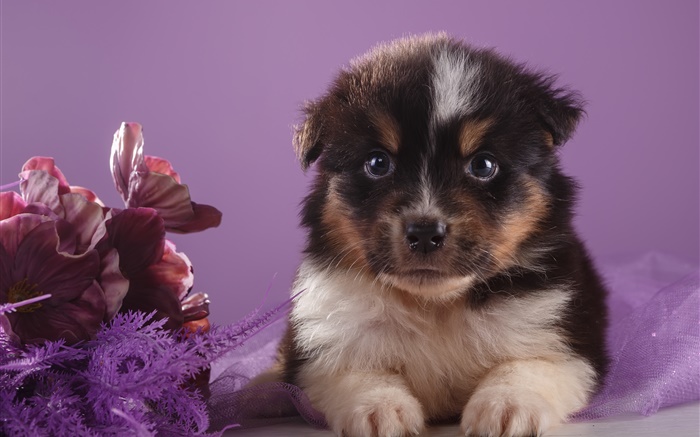 Cute puppy and flowers Wallpapers Pictures Photos Images