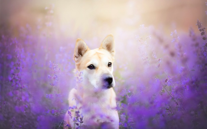Dog front view, flowers field Wallpapers Pictures Photos Images